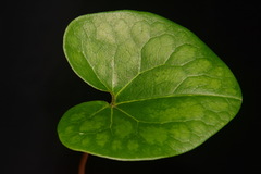 Hexastylis contracta