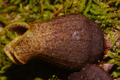 Hexastylis contracta