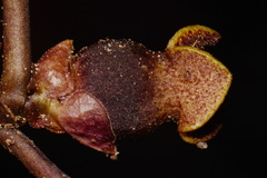 Hexastylis contracta