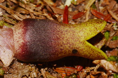 Hexastylis contracta