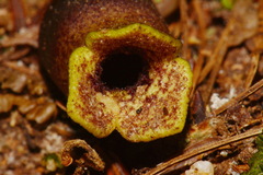 Hexastylis contracta