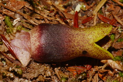 Hexastylis contracta