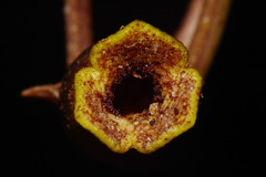 Hexastylis contracta