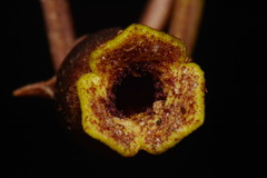 Hexastylis contracta