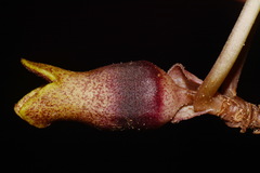 Hexastylis contracta