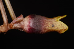Hexastylis contracta