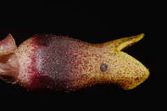 Hexastylis contracta