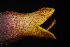 Hexastylis contracta