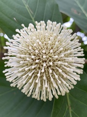 Neonauclea reticulata