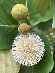 Neonauclea reticulata