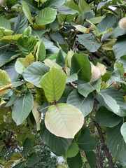 Neonauclea reticulata