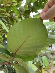 Neonauclea reticulata