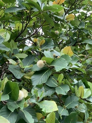 Neonauclea reticulata