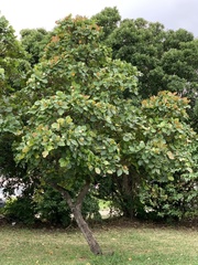 Neonauclea reticulata