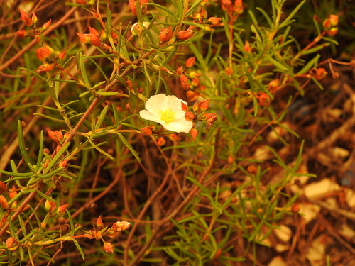 Cistus libanotis