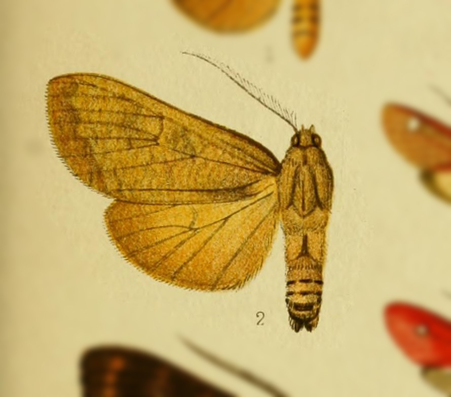 Ammalo helops