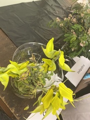 Crotalaria agatiflora