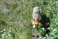 Vulpes vulpes vulpes