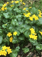 Caltha palustris