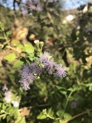 Tamaulipa azurea