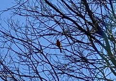 Cardinalis cardinalis