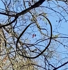 Cardinalis cardinalis