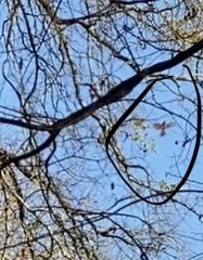 Cardinalis cardinalis