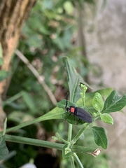 Pyrocoelia formosana