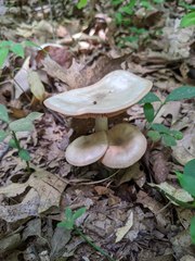 Entoloma albidum