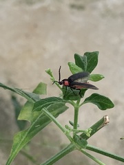 Pyrocoelia formosana