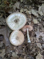 Entoloma albidum
