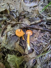 Cantharellus persicinus
