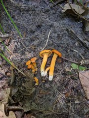 Cantharellus persicinus