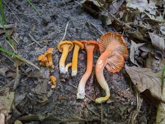 Cantharellus persicinus