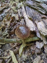 Cyanoboletus cyaneitinctus