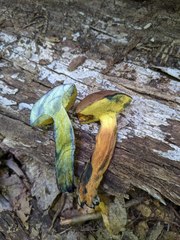 Cyanoboletus cyaneitinctus