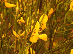 Cytisus grandiflorus