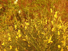 Cytisus grandiflorus