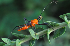 Pyrrhosphodrus caatingensis