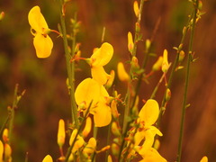 Cytisus grandiflorus