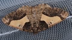 Frederickia hypaethrata