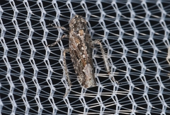 Dixianus utahnus
