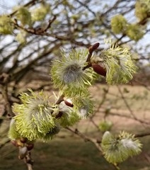 Salix caprea