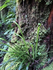 Haplopteris flexuosa