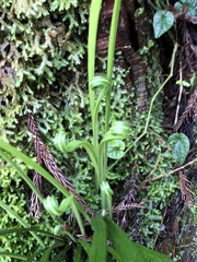 Haplopteris flexuosa