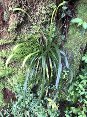 Haplopteris flexuosa