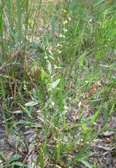 Polygonum novoascanicum
