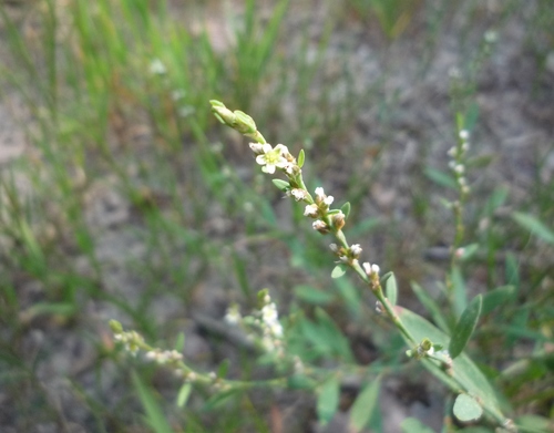Спорыш новоасканийский