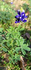 Lupinus texensis