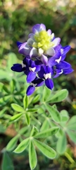 Lupinus texensis
